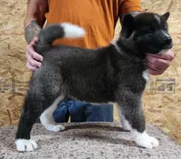 Black Wolf, a female Akita for sale in Jamesville, NC – 7 of 8