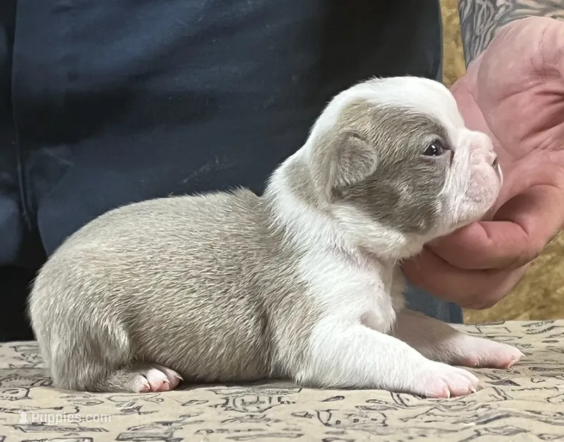 Girl A – Boston Terrier puppy for sale in Jamesville, NC