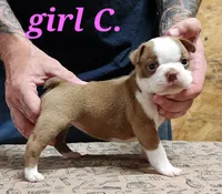 Girl C, a female Boston Terrier for sale in Jamesville, NC – 5 of 5