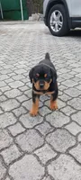 no name, a male Rottweiler for sale in Miami Beach, FL – 2 of 2