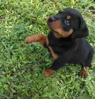 no name, a male Rottweiler for sale in Miami Beach, FL – 1 of 2