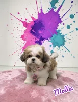 Mollie , a female Shih Tzu for sale in Jacksonville, TX – 1 of 6