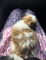 Mollie , a female Shih Tzu for sale in Jacksonville, TX – 4 of 6