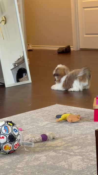 Mollie , a female Shih Tzu for sale in Jacksonville, TX – 6 of 6