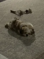 Mollie , a female Shih Tzu for sale in Jacksonville, TX – 5 of 6