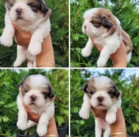 Mollie , a female Shih Tzu for sale in Jacksonville, TX – 3 of 6