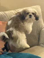 Mollie , a female Shih Tzu for sale in Jacksonville, TX – 2 of 6