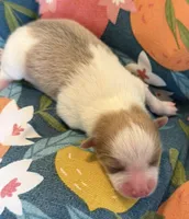 Mila, a female Pomeranian for sale in Winter Haven, FL – 3 of 4
