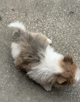 Mila, a female Pomeranian for sale in Winter Haven, FL – 2 of 10