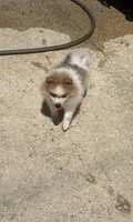 Mila, a female Pomeranian for sale in Winter Haven, FL – 6 of 10