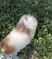 Mila, a female Pomeranian for sale in Winter Haven, FL – 9 of 10