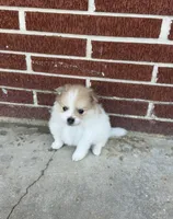 Dima, a male Pomeranian for sale in Winter Haven, FL – 6 of 10