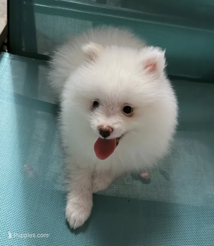 Ana – Pomeranian puppy for sale in Winter Haven, FL
