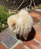 Sunny, a male Pomeranian for sale in Winter Haven, FL – Photo 10 of 10