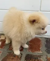 Sunny, a male Pomeranian for sale in Winter Haven, FL – Photo 4 of 10