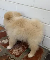 Sunny, a male Pomeranian for sale in Winter Haven, FL – Photo 9 of 10