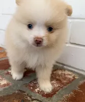 Sunny, a male Pomeranian for sale in Winter Haven, FL – Photo 5 of 10