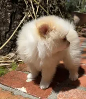 Sunny, a male Pomeranian for sale in Winter Haven, FL – Photo 6 of 10