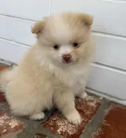 Sunny, a male Pomeranian for sale in Winter Haven, FL – Photo 2 of 10