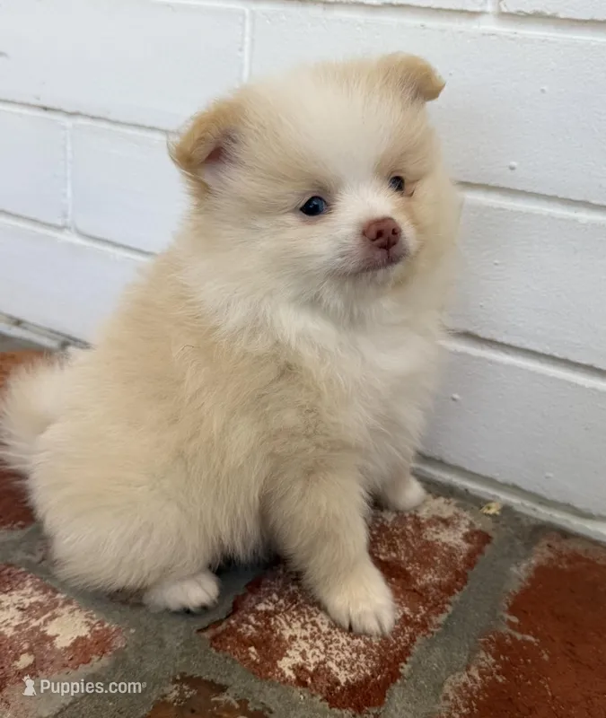 Sunny, a male Pomeranian for sale in Winter Haven, FL – Photo 1 of 10