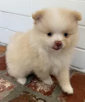 Sunny, a male Pomeranian for sale in Winter Haven, FL – Photo 3 of 10