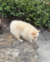 Sunny, a male Pomeranian for sale in Winter Haven, FL – Photo 2 of 10