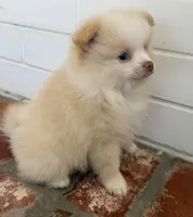 Sunny, a male Pomeranian for sale in Winter Haven, FL – Photo 7 of 10