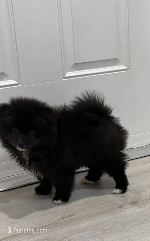 Cosmo – Pomeranian puppy for sale in Winter Haven, FL
