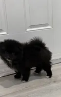 Cosmo, a male Pomeranian for sale in Winter Haven, FL – 1 of 1