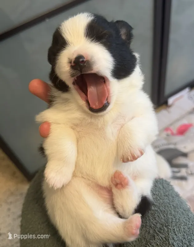 Dice – Pomeranian puppy for sale in Winter Haven, FL