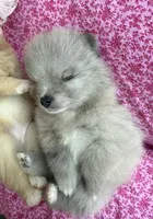 Lavender merle, a female Pomeranian for sale in Winter Haven, FL – Photo 6 of 10