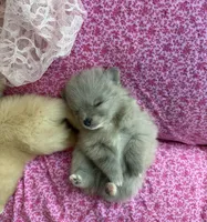 Lavender merle, a female Pomeranian for sale in Winter Haven, FL – Photo 4 of 10