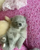 Lavender merle, a female Pomeranian for sale in Winter Haven, FL – Photo 3 of 10