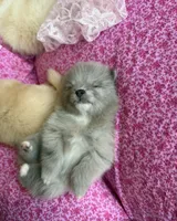 Lavender merle, a female Pomeranian for sale in Winter Haven, FL – Photo 9 of 10