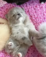 Lavender merle, a female Pomeranian for sale in Winter Haven, FL – Photo 8 of 10