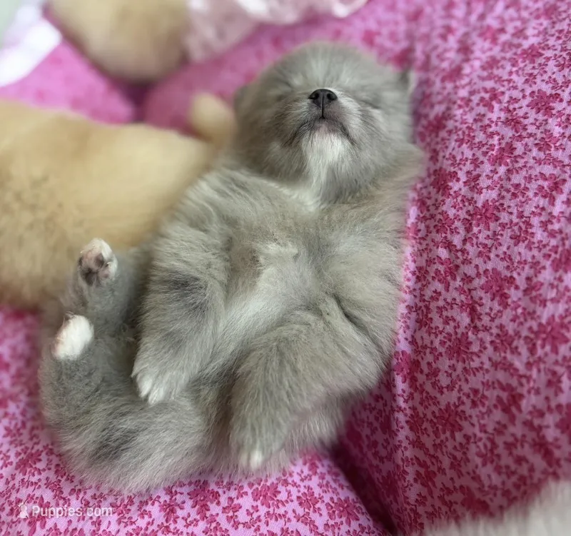 Lavender merle – Pomeranian puppy for sale in Winter Haven, FL