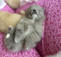 Lavender merle, a female Pomeranian for sale in Winter Haven, FL – Photo 1 of 10