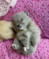 Lavender merle, a female Pomeranian for sale in Winter Haven, FL – Photo 7 of 10