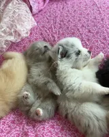 Lavender merle, a female Pomeranian for sale in Winter Haven, FL – Photo 2 of 10