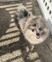 Smokey ~one blue eye, a male Pomeranian for sale in Winter Haven, FL – 8 of 8