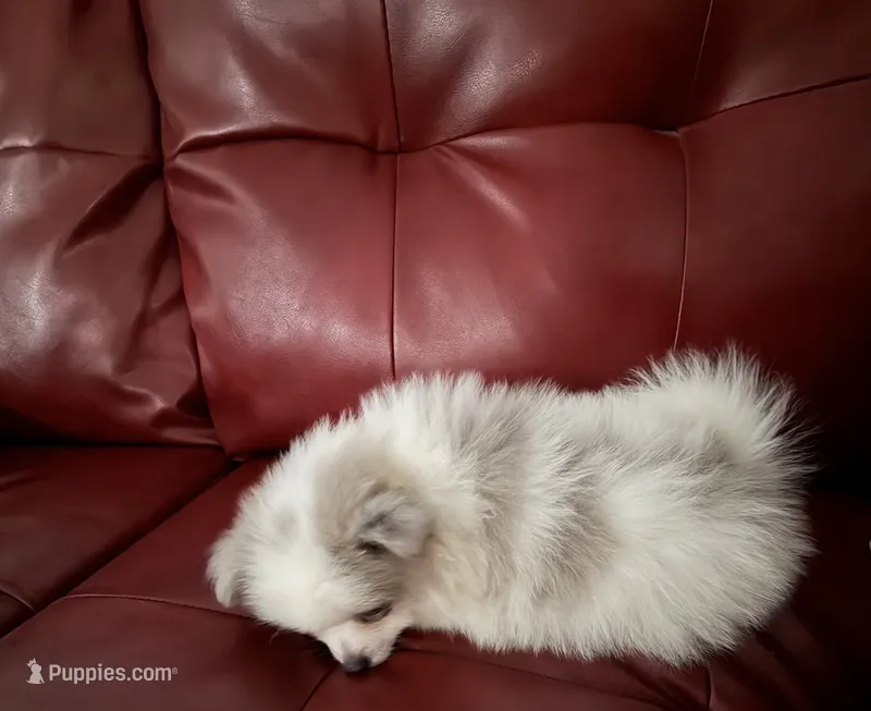 Misha – Pomeranian puppy for sale in Winter Haven, FL