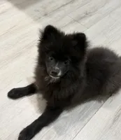 Onyx aka Bear  , a male Pomeranian for sale in Winter Haven, FL – 13 of 13