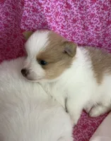 Mila, a female Pomeranian for sale in Winter Haven, FL – 7 of 10