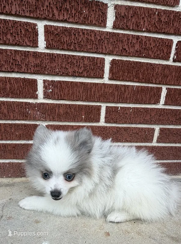 Misha – Pomeranian puppy for sale in Winter Haven, FL