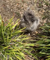 Smokey ~one blue eye, a male Pomeranian for sale in Winter Haven, FL – 7 of 7
