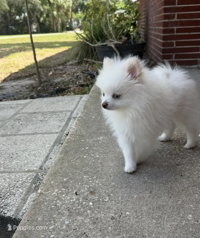 Winter ~Two blue eyes~ – Pomeranian puppy for sale in Winter Haven, FL