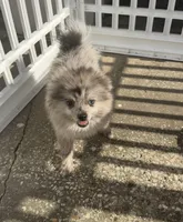 Smokey ~one blue eye, a male Pomeranian for sale in Winter Haven, FL – 7 of 8