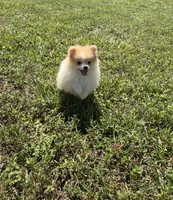 Dima, a male Pomeranian for sale in Winter Haven, FL – 4 of 9