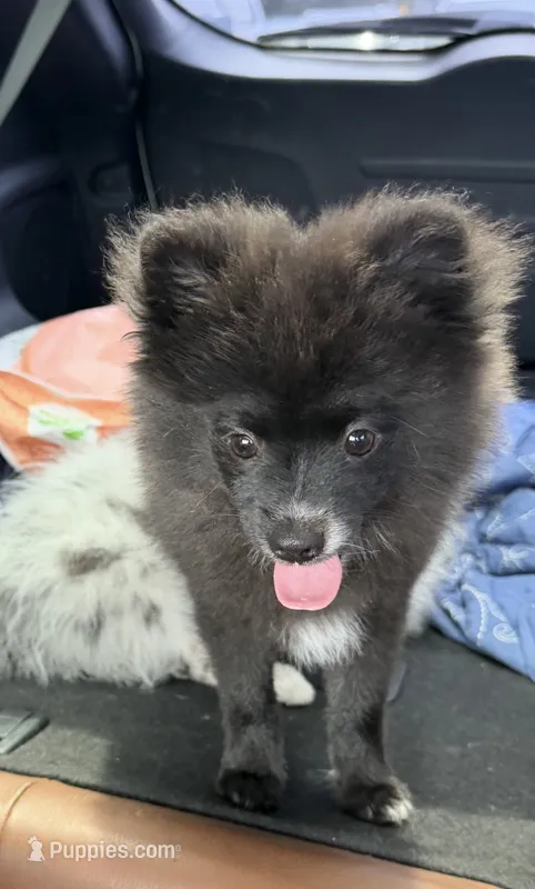 Bear  – Pomeranian puppy for sale in Winter Haven, FL