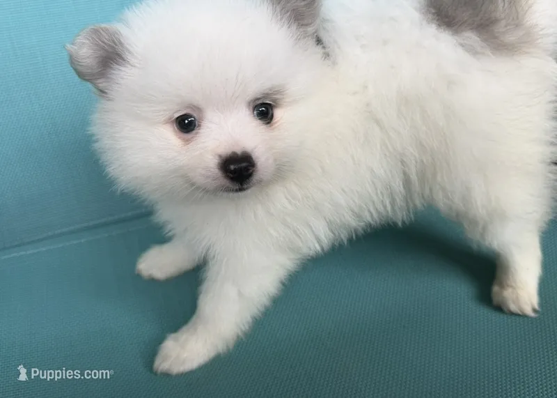 Zaya – Pomeranian puppy for sale in Winter Haven, FL